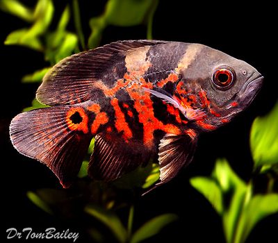 Premium Tiger Red Oscar Cichlid, 2.5" to 3" long      www.ecwid.com Tiger Oscar Fish, Tiger Pfp, Tiger Fish, Fish Information, Oscar Fish, Cichlid Fish, Tropical Freshwater Fish, Freshwater Aquarium Fish, Red Tiger