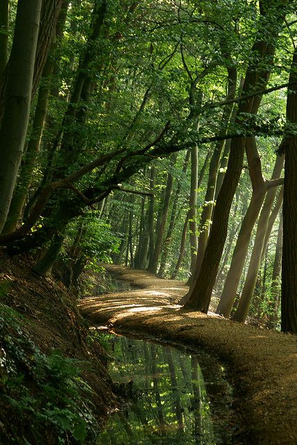 Silvaris:Unwind by j.elemans Path In The Woods, Phonetic Alphabet, Image Nature, Mountain Stream, Forest Path, Amateur Radio, Landscape Designs, Walk In The Woods, Into The Woods