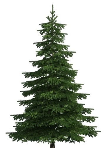 Pine Tree Clipart, Tree Icon, Pine Christmas Tree, Christmas Tree Branches, Snow Tree, Tree Png, Real Christmas Tree, Tree Clipart, Spruce Tree