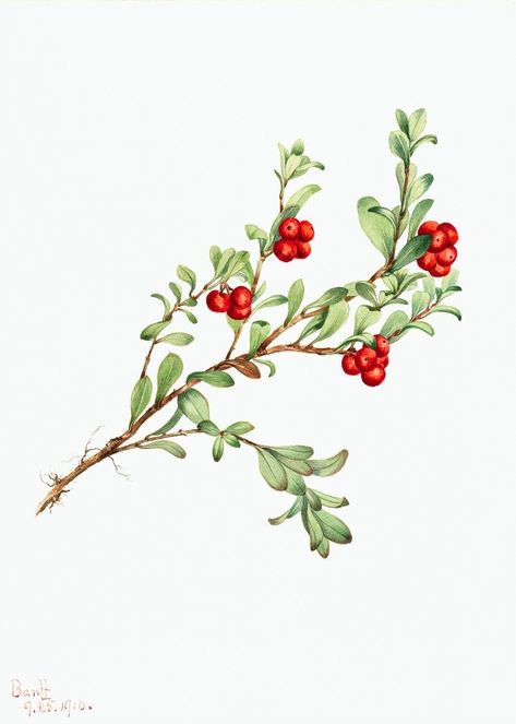 Bearberry Plant, Red Flower Illustration, Strawberry Paper, Holly Flower, Uva Ursi, Inktober 2024, Illustration Nature, Free Illustration Images, Magical Herbs