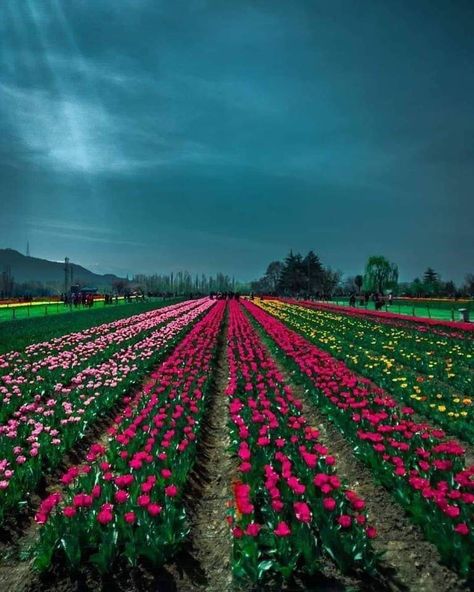 Tulip Garden Srinagar Kashmir, India 🇮🇳 Srinagar Kashmir, Tulip Garden, Kashmir India, Tulips Garden, Good Morning Video Songs, Srinagar, Jammu And Kashmir, Dreamy Dress, Stunning View