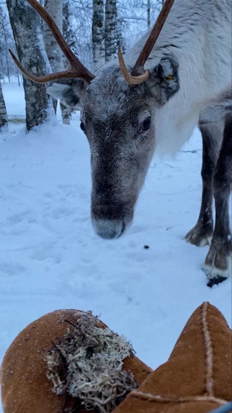 Winter In Finland Aesthetic, Finland Christmas Aesthetic, Lapland Christmas Santa's Village, Finland In December, Finland Winter Aesthetic, Winter In Finland, Finland Aesthetic Winter, Rovaniemi Finland Santa's Village, Lapland Finland Christmas