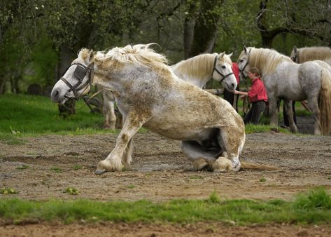 11 Worst Horse Breeds for Beginners Horse Breeds For Beginners, Brabant Horse, Rare Horse Colors, Big Horse Breeds, Rare Horse Breeds, Horse Lead, Rare Horses, Tennessee Walking Horse, Pony Breeds