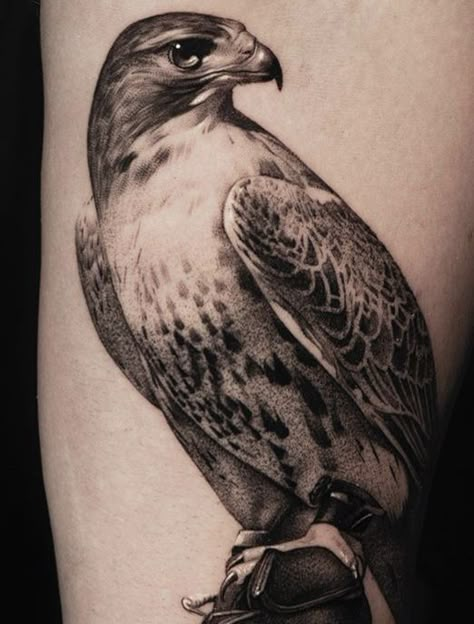 215 Hawk Tattoos Ideas and Designs (2023) - TattoosBoyGirl Red Tailed Hawk Tattoo Feminine, Redtail Hawk Tattoo, Black And Grey Bird Tattoo, Red Tail Hawk Tattoo, Hawk Reference, Falcon Tattoo Design, Peregrine Falcon Tattoo, Hawk Tattoo Design, Hawk Tattoo Feminine