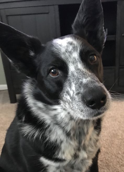 Anna guilting me into taking her for a walk. It’s very cold outside!! Border Collie Blue Healer, Border Heeler, Mcnab Dog, Texas Heeler, Saved Quotes, Heeler Dogs, Austrailian Cattle Dog, Blue Heelers, Blue Heeler Dogs