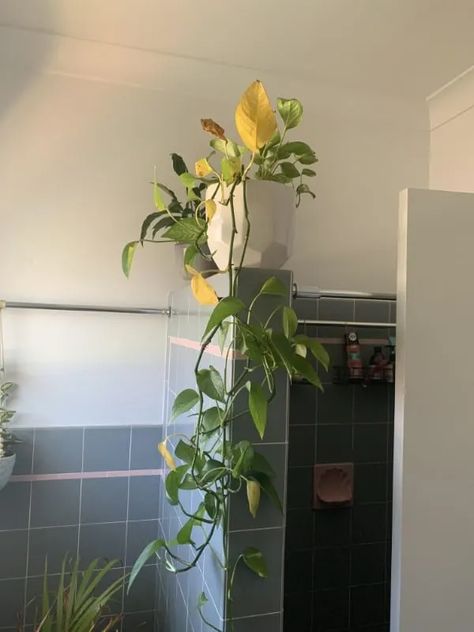 Why Is My Ivy Turning Yellow (And What to Do About It) Devils Ivy Plant, Ivy Plant Care, Indoor Ivy, English Ivy Plant, Plant Leaves Turning Yellow, Ivy Look, Ivy Plant, Devils Ivy, Yellow Plants