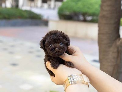 Micro Puppies, Micro Teacup Poodle, Micro Poodle, Teacup Dachshund, Teacup Poodles For Sale, Dachshund Colors, Teacup Poodle Puppies, Micro Teacup Puppies, Teacup Poodle