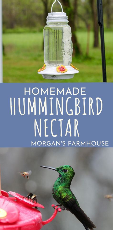 Hummingbird Food Recipe, Hummingbird Mix, Sugar Water For Hummingbirds, Make Hummingbird Food, Homemade Hummingbird Nectar, Homemade Hummingbird Food, Hummingbird Nectar Recipe, Hummingbird Water, Diy Hummingbird Feeder