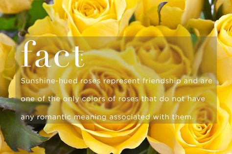 Rose Flower Meaning, Rose Meanings, Lily If The Valley, Meaning Of Roses, Yellow Rose Meaning, Magical Properties Of Herbs, Roses Meaning, Flowers Language, Properties Of Herbs