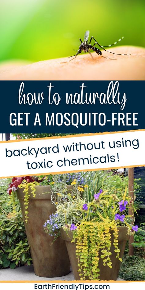 Close up picture of mosquito on skin and picture of potted flowers on outdoor patio with text overlay How to Naturally Get a Mosquito-Free Backyard Without Using Toxic Chemicals Mosquitoes Repellent For Yard, Mosquito Repelling Plants Safe For Dogs, How To Eliminate Mosquitos, Organic Mosquito Yard Spray, Diy Mosquito Repellent Planter, Mosquito Proof Backyard, Landscaping To Repel Mosquitos, Mosquito Repelling Plants Container, Mosquito Repellent Planter Ideas