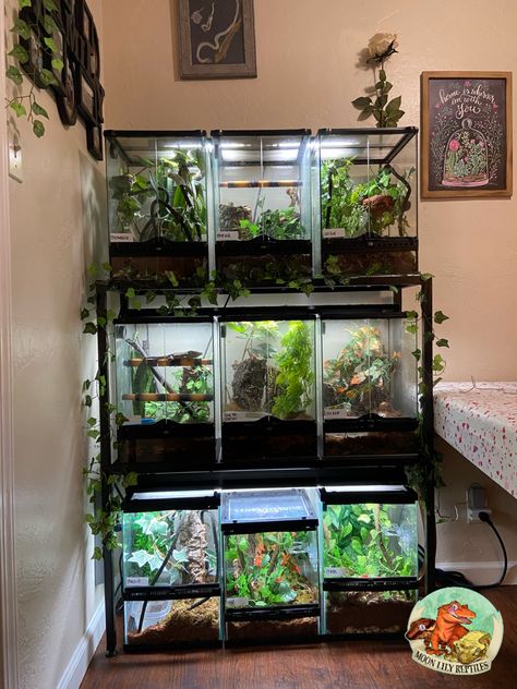 Reptile Rack Ideas, Reptile Bedroom, Reptile Room Setup, Reptile Room Aesthetic, Reptile Room Ideas, Reptile Rack, Moon Lily, Gecko Habitat, Snake Enclosure