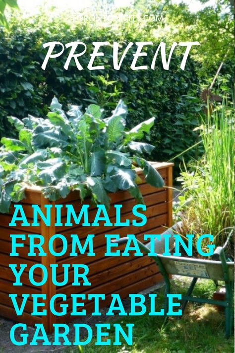 Gardens To Keep Animals Out, Protecting Garden From Animals, Protect Vegetable Garden From Animals, How To Protect Garden From Animals, How To Protect Vegetables From Animals, Animal Eating, Garden Animal Statues, Vegetable Animals, Vegetable Planters