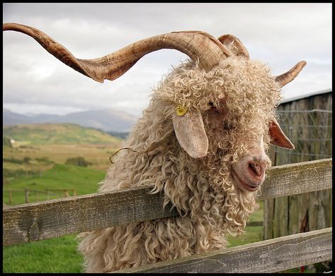 Angora Goat - Napoleon's horns are almost this big! Goats With Horns, Goat Care, Angora Goat, Goat Horns, Angora Goats, Cattle Farming, Sheep And Lamb, Barnyard Animals, Goat Farming