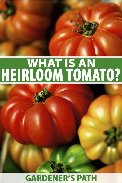 Heritage Tomatoes, Tomato Benefits, Mexican Vegetables, Heirloom Tomatoes Varieties, Garden Fruit, Vegetable Stand, Vegetable Benefits, Vegetable Garden Tips, Easy Veggie