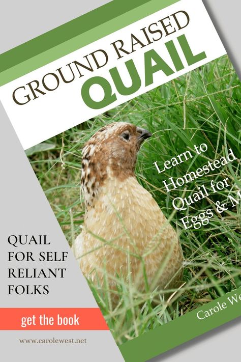 Learn How to Homestead Quail for the purpose of eggs and meat.  This book covers coturnix and native breeds. Raise Quail, Raising Rabbits For Meat, Quail Coop, Raising Quail, Meat Rabbits, Pig Farming, Gardening Books, Quail Eggs, Goat Farming