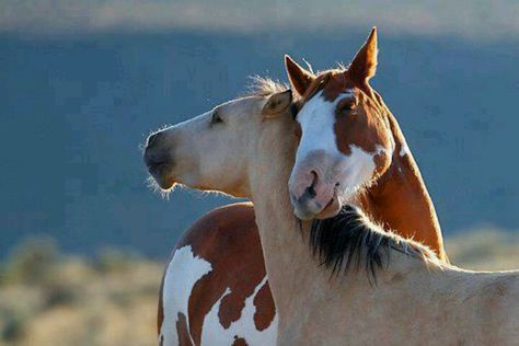 2 Beautiful horses hugging Spirit And Rain, Amazing Animal Pictures, Most Beautiful Animals, Majestic Horse, All The Pretty Horses, Horse Crazy, Horse Life, Horse Photos, Pretty Horses