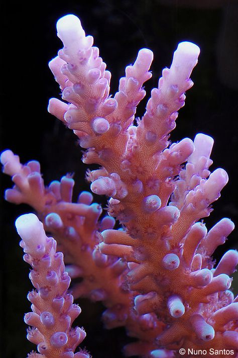 Coral (Acropora sp.): close up view of the structure and harsh lighting creates an interesting perspective. Coral Reef Structure, Sea Coral Aesthetic, Coral Reef Close Up, Coral Close Up, Coral Reef Photography Landscape, Structures In Nature, Pink Coral Reef, Coral Structure, Coral Photography