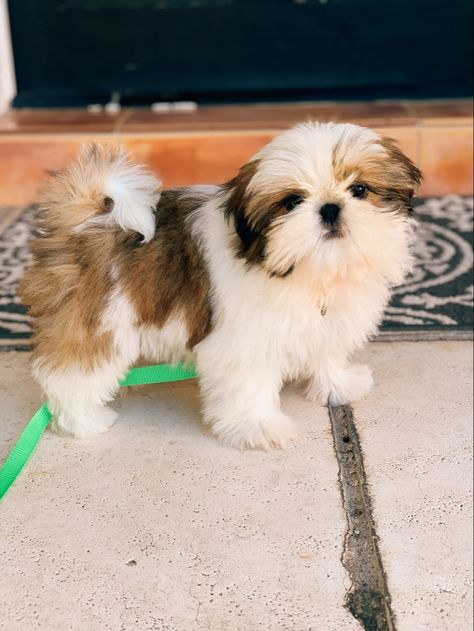 Brown And White Shih Tzu, Shih Tzu Puppy Training, Dogs Tattoo Ideas, Baby Shih Tzu, White Shih Tzu, Dogs Tattoo, Perro Shih Tzu, Shitzu Puppies, Aesthetic Dogs