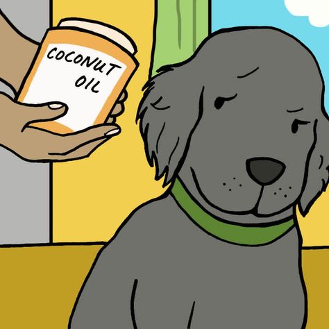 Can Dogs Eat Coconut Oil Pet Diy Ideas, Coconut Oil For Fleas, Pet Remedies, Pet Diy, Coconut Oil For Teeth, Coconut Oil For Dogs, Coconut Oil For Acne, Aromatherapy Recipes, Refined Coconut Oil