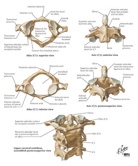 Spine Anatomy | High Cervical Spine: C1-C2 Spine Anatomy, The Human Skeleton, Anatomy Bones, Forensic Anthropology, Human Body Anatomy, Cervical Spine, Medical School Studying, Human Skeleton, Human Anatomy And Physiology