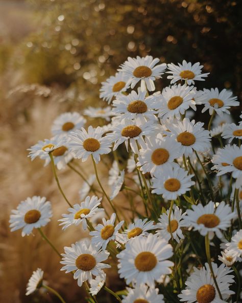 Oxeye Daisy, Summer Gardens, Wild Daisy, Flower Reference, Daisy Daisy, List Of Flowers, Country Hotel, Daisy Love, Slow Travel