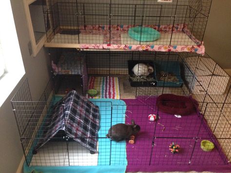 Two floor diy rabbit cage with playpen!                                                                                                                                                                                 More Bunny Enclosure, Diy Bunny Cage, Indoor Rabbit House, Bunny Space, Adoption Ideas, Diy Rabbit Cage, Rabbit Playpen, Indoor Rabbit Cage, Pet Rabbits