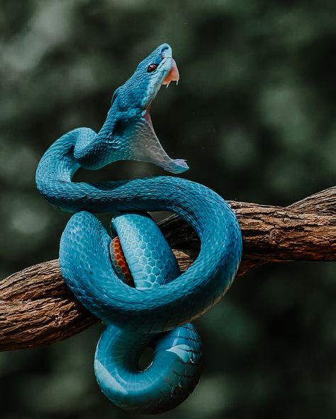 Aesthetic blue snake Angry Snake, Snake Photos, Poisonous Snakes, Angry Animals, Pretty Snakes, Colorful Snakes, Snake Drawing, Cute Reptiles, Cute Snake