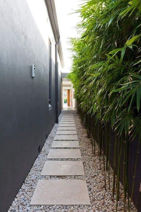 Narrow Walkway, Stepping Stone Pathway, Bamboo Trees, Side Yard Landscaping, Walkways Paths, Side Yards, Garden Privacy, Bamboo Garden, Side Garden