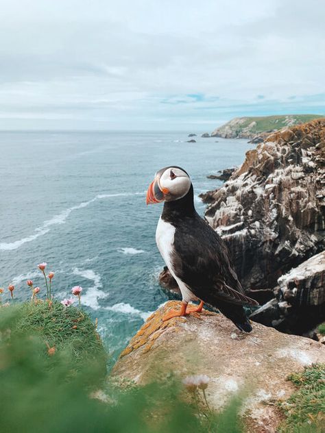 John Bozinov Puffins Bird, Love Ireland, Scenery Photography, Most Beautiful Images, Visit Ireland, Wild Creatures, World Images, Amazing Pics, Ireland Travel