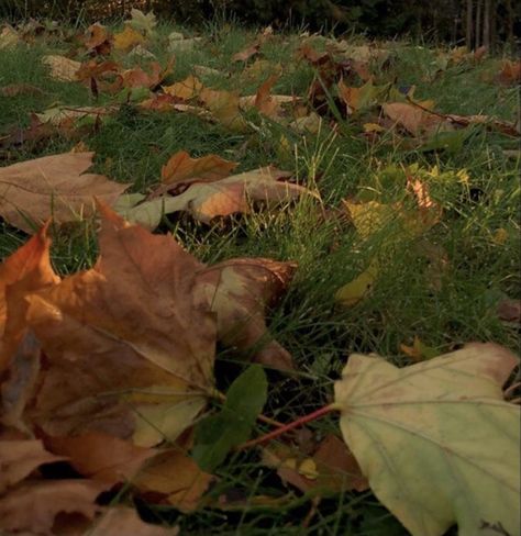 Autumn Green Aesthetic, Green Autumn Aesthetic, Autumn Aesthetic Green, Green Fall Aesthetic, Fall Aesthetic Green, Brown Fall Aesthetic, Fall Homescreen, Leaves On The Ground, October Country