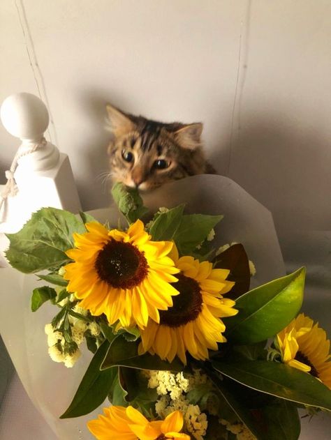 Cat And Sunflower Wallpaper, Cats With Sunflowers, Cats And Sunflowers, Cat Yellow Aesthetic, Yellow Cat Aesthetic, Sunflower Pfp, Cat With Sunflower, Sunflower Aesthetic Wallpaper, Cat Mom Aesthetic