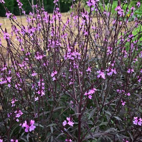 verbena officinalis var. BAMPTON Verbena Officinalis Bampton, Verbena Bampton, Verbena Officinalis, Plant Knowledge, Circular Lawn, Moths And Butterflies, Planting Plan, Gravel Garden, Herbaceous Perennials