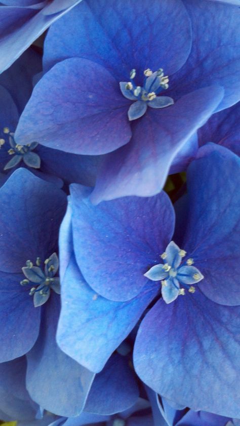 Hydrangea Close Up, Wedding Flowers Blue Hydrangea, Hydrangea Photography, Blue Hortensia, Hydrangea Wallpaper, Hydrangeas Art, Tattoo Plant, Hydrangea Blue, Peonies And Hydrangeas