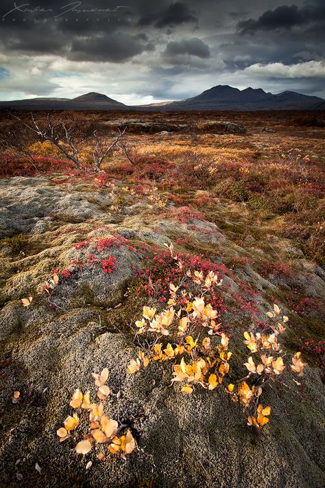 Colors of the fall at Thingvellir in Iceland, in october. Everything was red, orange, yellow and gold all around me. The typically icelandic dark grey sky helped the revelation of all these colors. Thingvellir National Park, Breathtaking Photography, Visit Iceland, Flora Fauna, Iceland Travel, Amazing Nature, Land Scape, Nature Beauty, Beautiful World