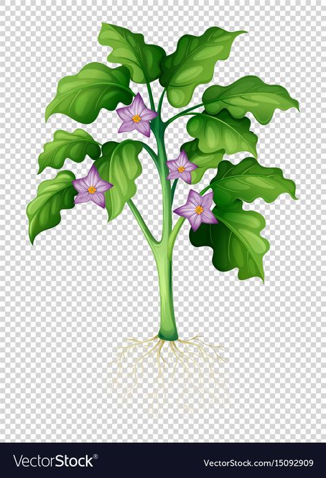 Eggplant Tree, Green Eggplant, Nature Background Images, Simple Leaf, Tree Clipart, Nature Background, Green Bottle, Beautiful Wallpapers Backgrounds, Cartoon Background