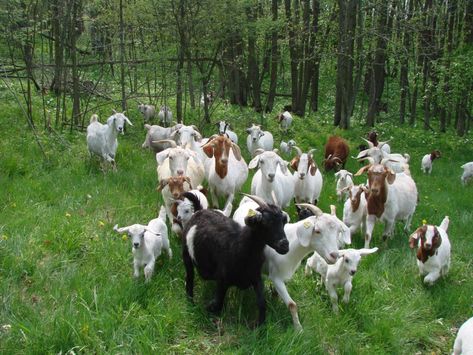 Goat Herder, Deer Farm, Goat Herding, Goat Meat, Cute Goats, Dairy Goats, Goat Farming, Cute Sheep, Mountain Goat