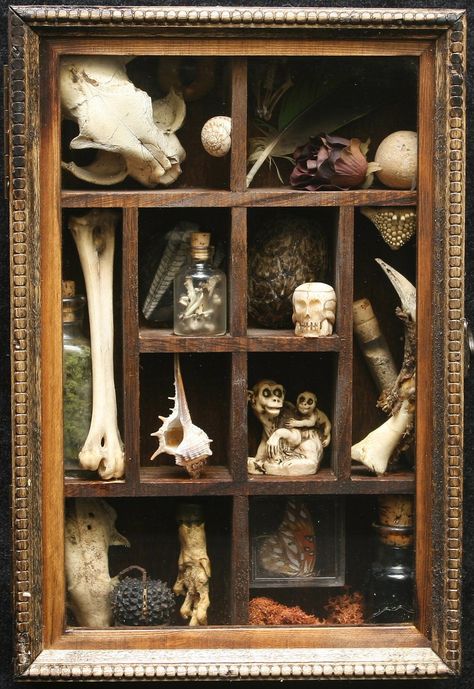 In the Victorian story (which I have absolutely no idea what I'm doing with really) the villain will have a bunch of things like this. Cabinet Of Curiosity, Curiosity Cabinet, Cabinet Of Curiosities, Assemblage Art, Junk Drawer, Shadow Boxes, Taxidermy, My New Room, Box Art