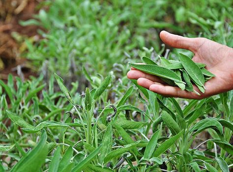 Harvesting and Drying Sage for Smudge Sticks : Weedender Hummingbird Sage, Sage Sticks, Sage Bundles, Sage Smudging, Healing Herbs, Smudge Sticks, Diy Creative, Gardening Tips, Feng Shui