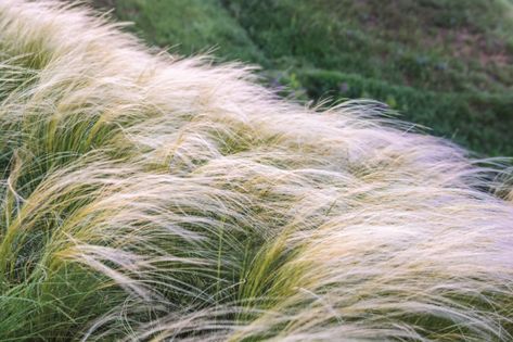 Mexican Feather Grass, English Garden Style, Desert Trees, Grass Landscape, Seed Starting Mix, Ornamental Grass, Pony Tails, Desert Flowers, Seed Catalogs