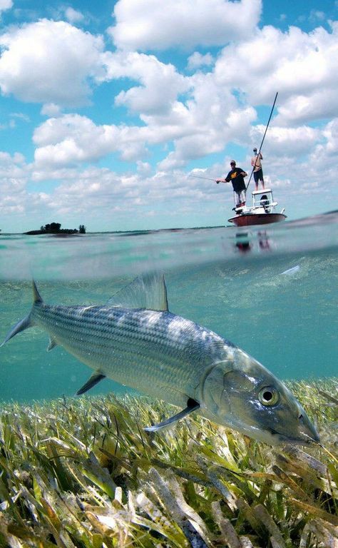 Fishing Essentials, Fish Mounts, Salt Water Fishing, Fishing Photography, Fly Fishing Tips, Saltwater Flies, Fishing Adventure, Deep Sea Fishing, Catching Fish