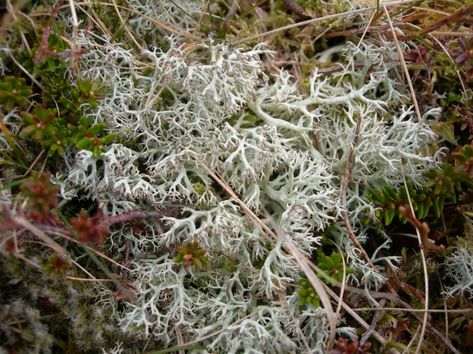 Reindeer moss kept the men alive – Louise Tully Trad Climbing, Reindeer Moss, Video Testimonials, Spring Sign, Water Plants, The Men, Man Alive, Vitamin C, Norway