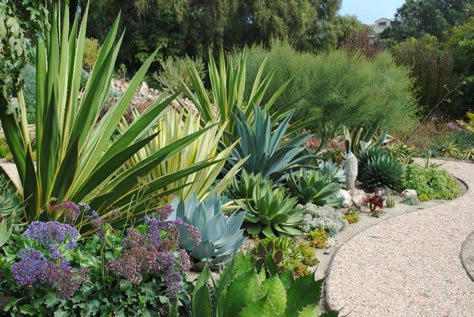 Succulent Landscaping Front Yard, Succulent Landscape Design, Drought Tolerant Garden, Succulent Garden Design, Succulent Landscaping, Drought Tolerant Landscape, Rock Garden Design, Different Types Of Flowers, Dry Garden