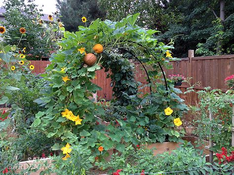 much prettier than growing these on the ground Squash Arch, Vertical Vegetable Gardens, Vertical Vegetable Garden, Vertical Herb Garden, Garden Structures, Veggie Garden, Edible Garden, Raised Garden, Vertical Garden