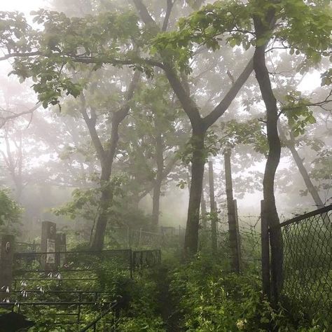 taylor swift ; folklore aesthetic | ♡ Foggy Forest, Fence, Trees, Forest