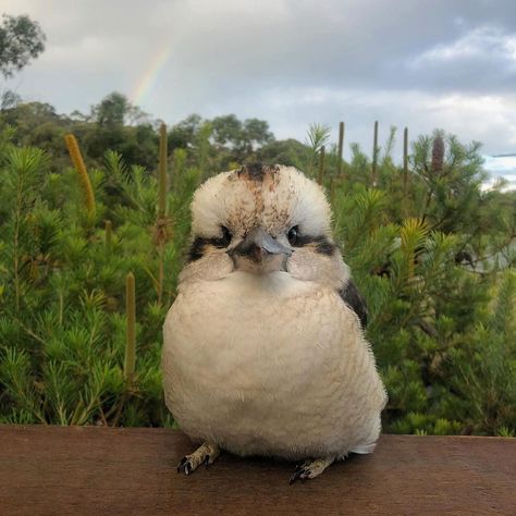 Cute Bird Aesthetic, Aesthetic Birds, Fluffy Bird, Birds Aesthetic, Bird Aesthetic, Unique Birds, Penguins Funny, Story Drawing, Critters 3