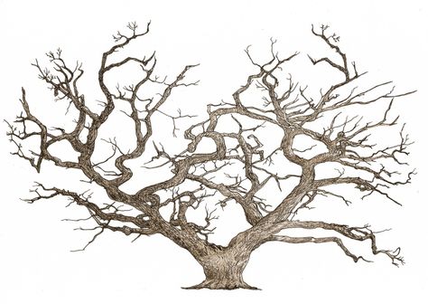 Winter Tree Drawing, Trees Art Drawing, Oak Tree Drawings, Angel Oak Tree, Tree Drawing Simple, Angel Oak Trees, Tree Drawings, Oak Tree Tattoo, Beautiful Pencil Drawings