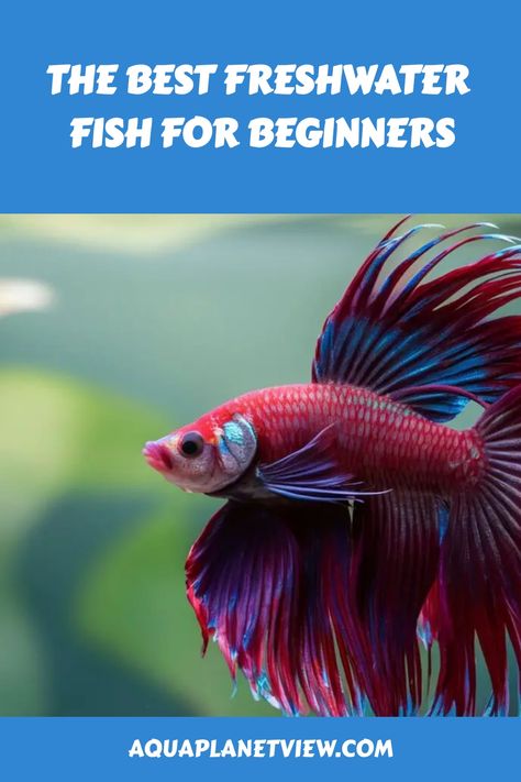 Discover "The Best Freshwater Fish for Beginners" and kickstart your fishing journey with confidence! These species are easy to catch and perfect for novice anglers. Learn about their habitat, feeding habits, and simple techniques to get started. Whether you're planning your first fishing trip or looking to improve your skills, these fish offer a rewarding and enjoyable experience.

#FishingTips #FreshwaterFishing #BeginnerFishing #FishingGear #AnglerLife #FishingFun Fish For Beginners, Fishing Gadgets, Glass Fish Tanks, Community Tanks, Fishing For Beginners, Kids Fishing, Catching Fish, Aquarium Fish Tank, Freshwater Aquarium