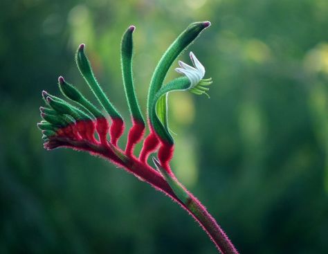 Kangaroo Paw Plant, Poolside Garden, Pool Plants, Australian Wildflowers, Tropical Garden Design, Drought Tolerant Garden, Drought Tolerant Landscape, Australian Flowers, Pool Landscape Design