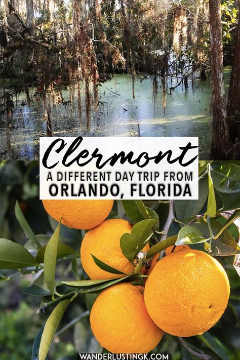 Things To Do In Clermont Florida, Clermont Florida Things To Do, Florida Getaways, Florida Travel Destinations, Clermont Florida, Florida Attractions, Florida Decor, Travel Florida, Florida Travel Guide