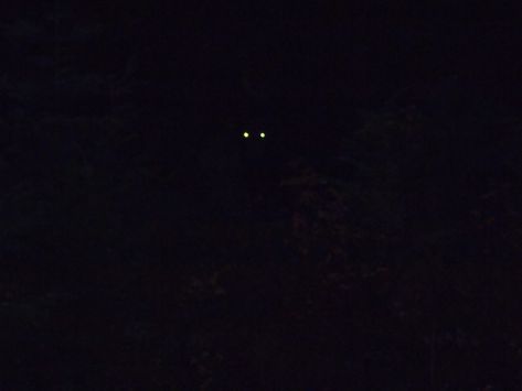 Night Calls Reflective Eyes Aesthetic, Reflective Eyes Animal, Eyes In The Forest, Eyes In The Dark Aesthetic, Eyes Unsettling, Eyes Dark Aesthetic, All Black Eyes, Glowing Eyes In The Dark, Eyes In Darkness